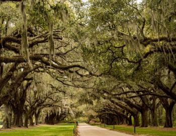 Boone Hall