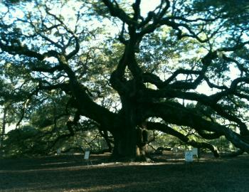 live music oaks live music oaks