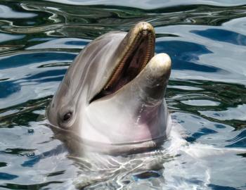 dolphin dolphin